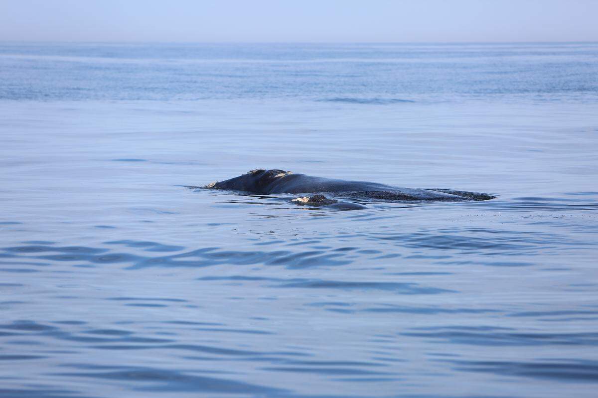 A critically endangered North Atlantic right whale and her calf.