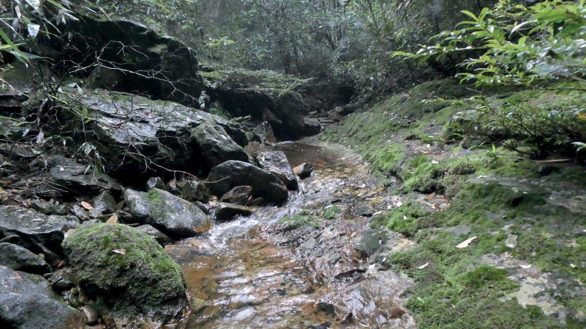 A new “cryptic” species of “odorous frog” was discovered near a stream in China, researchers said in a new study.