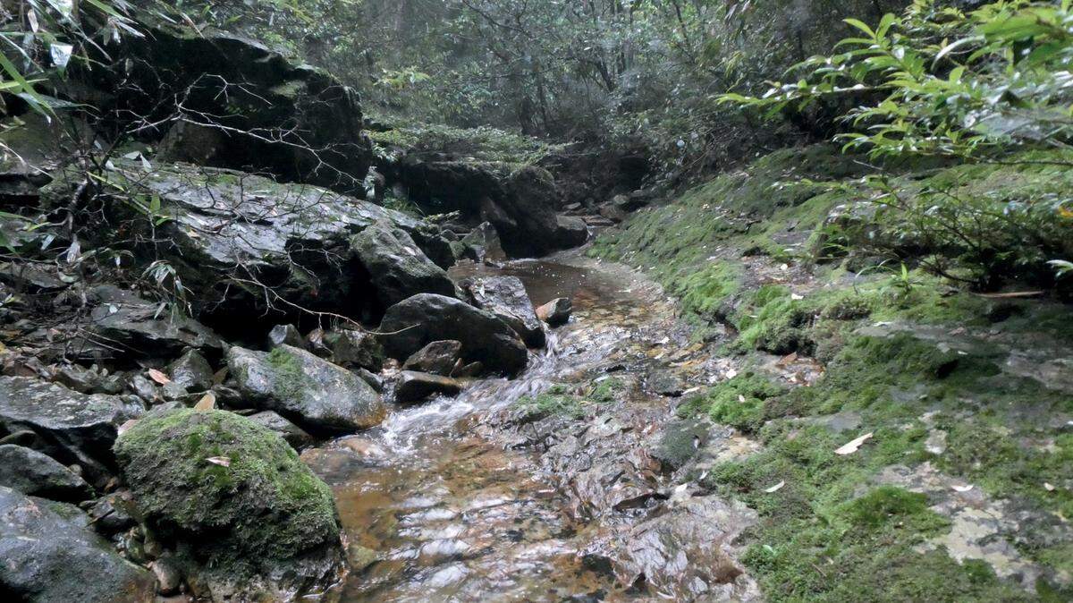 A new “cryptic” species of “odorous frog” was discovered near a stream in China, researchers said in a new study.