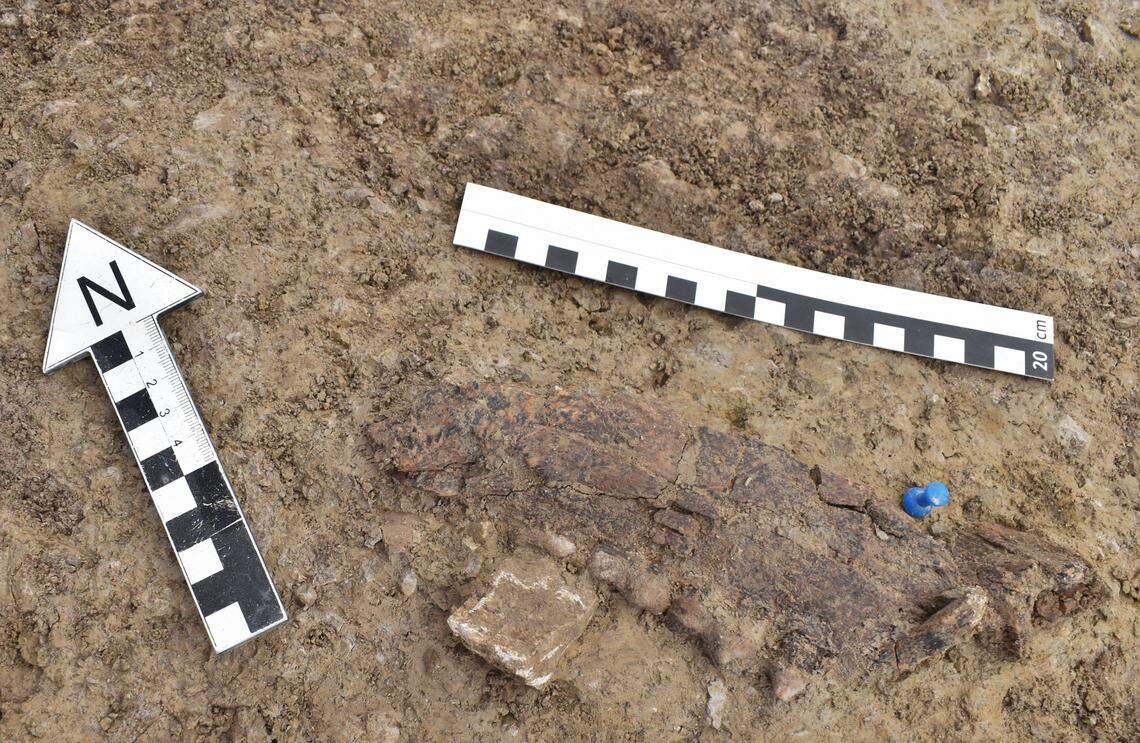 Seven well-preserved fragments from a cave bear jaw were found at the site.