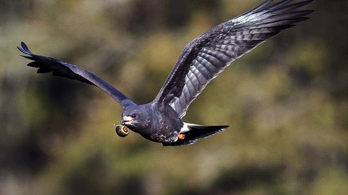 Wetlands provide habitat for apple snails, which attract endangered snail kites in the Everglades.