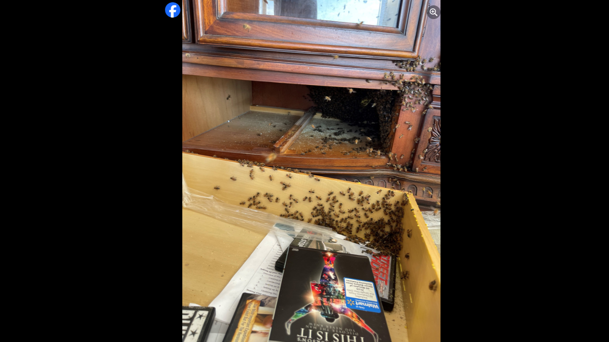 It only took a week for thousands of bees to start working on their honeycombs, the sheriff’s office said.