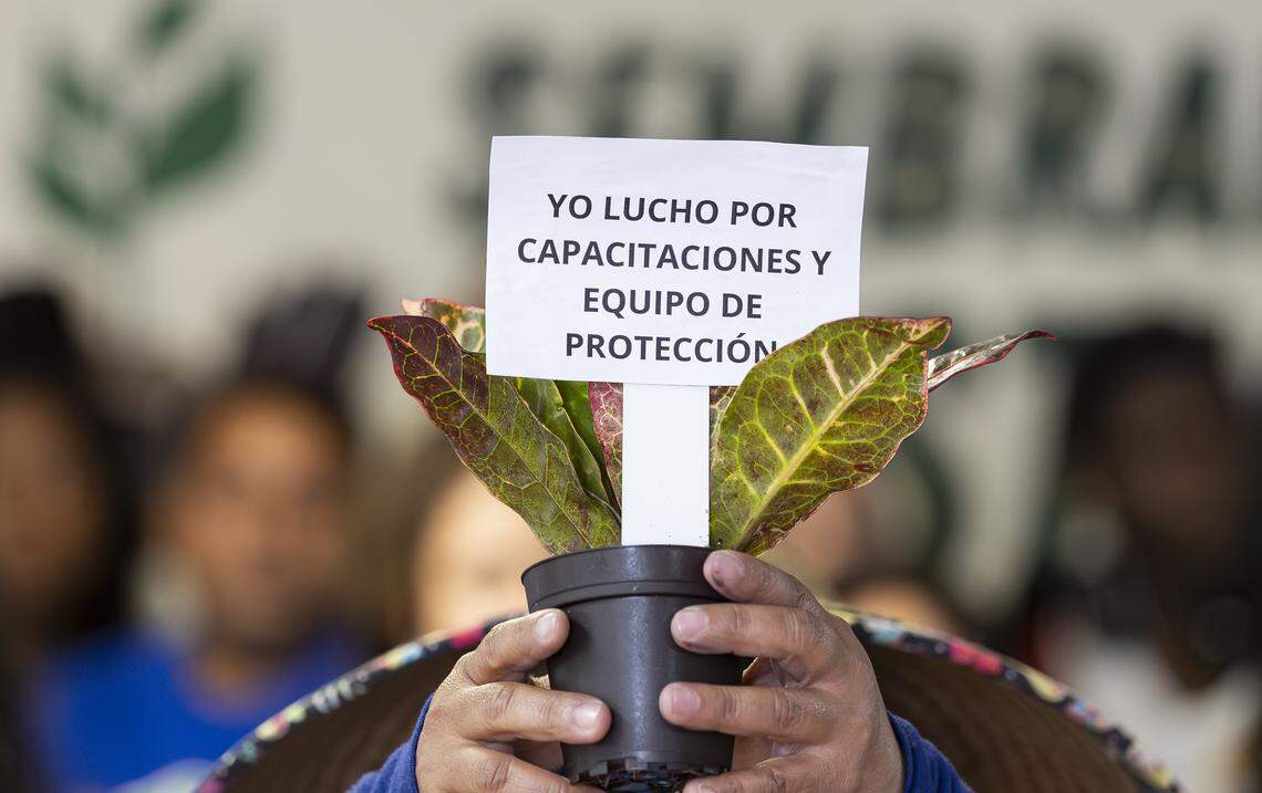 Claudia, a farmworker, holds a plant as she participates in the launch of WeCount!'s Planting Justice campaign at its headquarters on Saturday, Feb. 14, 2026, in Homestead, Fla. The campaign urges major retailers and growers to adopt a new Code of Conduct for plant nursery workers in their supply chains and agree to independent monitoring, enforcement and certification.