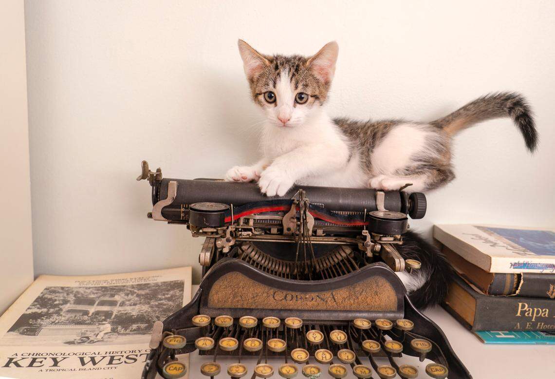 KEY WEST, Florida Keys — A cat dubbed Leonardo da Vinci rests atop an antique typewriter&nbsp;at the Ernest Hemingway Home & Museum on Whitehead Street in Key West, Fla. Hemingway lived and wrote at the home for most of the 1930s, penning some of his best-known works. Now a registered National Historic Landmark, the home is a museum honoring the author — and a haven for several dozen cats, many of them with six toes and descended from a sea captain’s feline given to Hemingway. (Rob O’Neal/Florida Keys News Bureau)