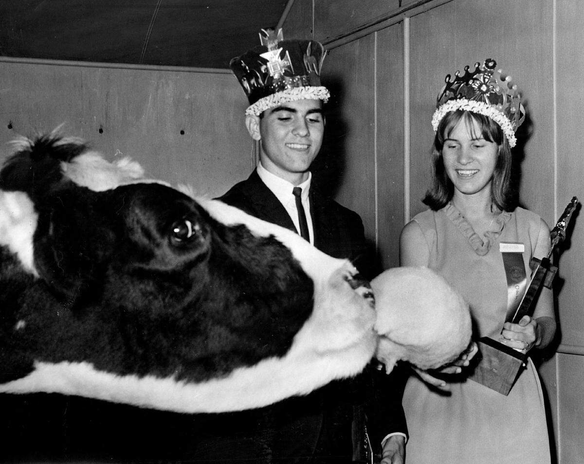 King George Mekras and Queen Linda Rocawich feed cotton candy to a giant steer in 1966.