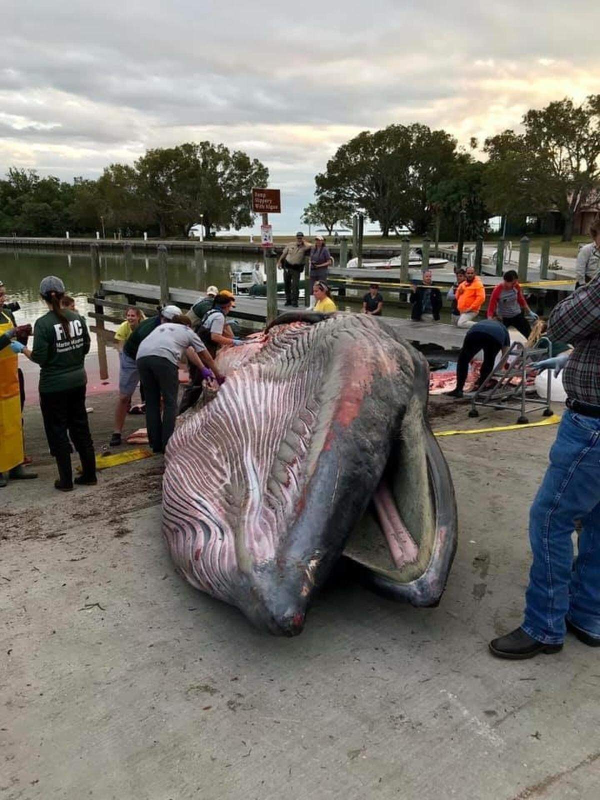 In late January, a rare Bryde’s whale beached itself about 10 miles south of Flamingo in Everglades National Park. Biologists are still investigating what caused its death. Photo courtesy National Oceanic and Atmospheric Administration Fisheries