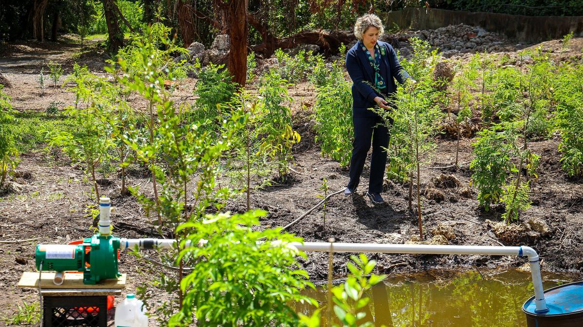 Chelsea Wilkerson, CEO of the Girls Scouts of Tropical Florida, stands among newly planted trees after announcing the reception of $450,000 in federal funding to continue the restoration of the hardwood hammock where the Girls Scouts have camped in for the last 75 years on Wednesday, May 8, 2024 at Camp Mahachee in Coral Gables, Florida. A water pump was installed for water irrigation to assist in the success of the growth of newly planted trees.