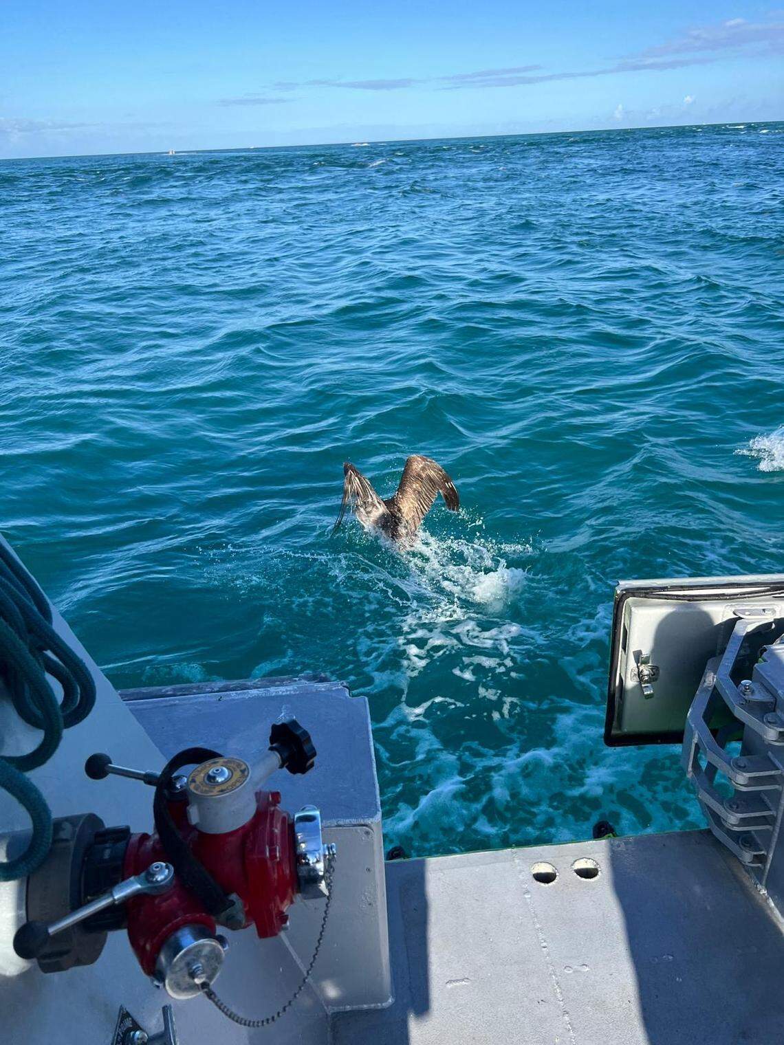 Miami-Dade Fire Rescue and the U.S. Coast Guard saved an entangled pelican near Haulover Inlet on Jan. 6, 2026. The pelican was hoisted aboard a fire boat where it was carefully removed from a fishing line. ‘The pelican showed no signs of distress and was able to swim and fly away on its own,’ fire rescue said. 