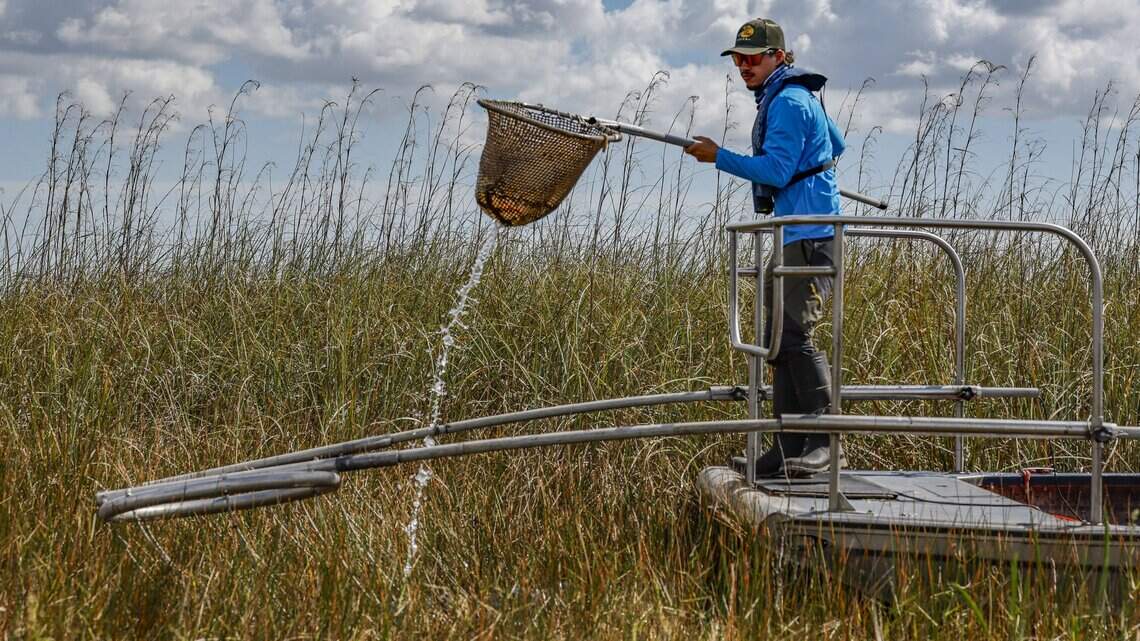 ‘A python in the water’: South Florida researchers sound alarm on invasive species