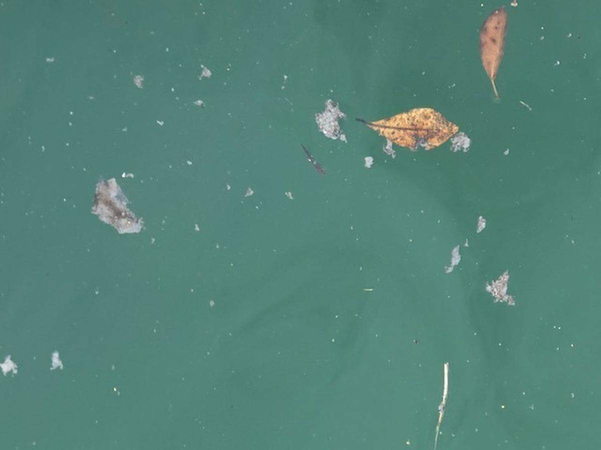 A Miami Beach resident sent the Florida Department of Environmental Protection photos of the water near Parkview Island Park, which has been under a no-contact advisory since March due to elevated bacteria levels.