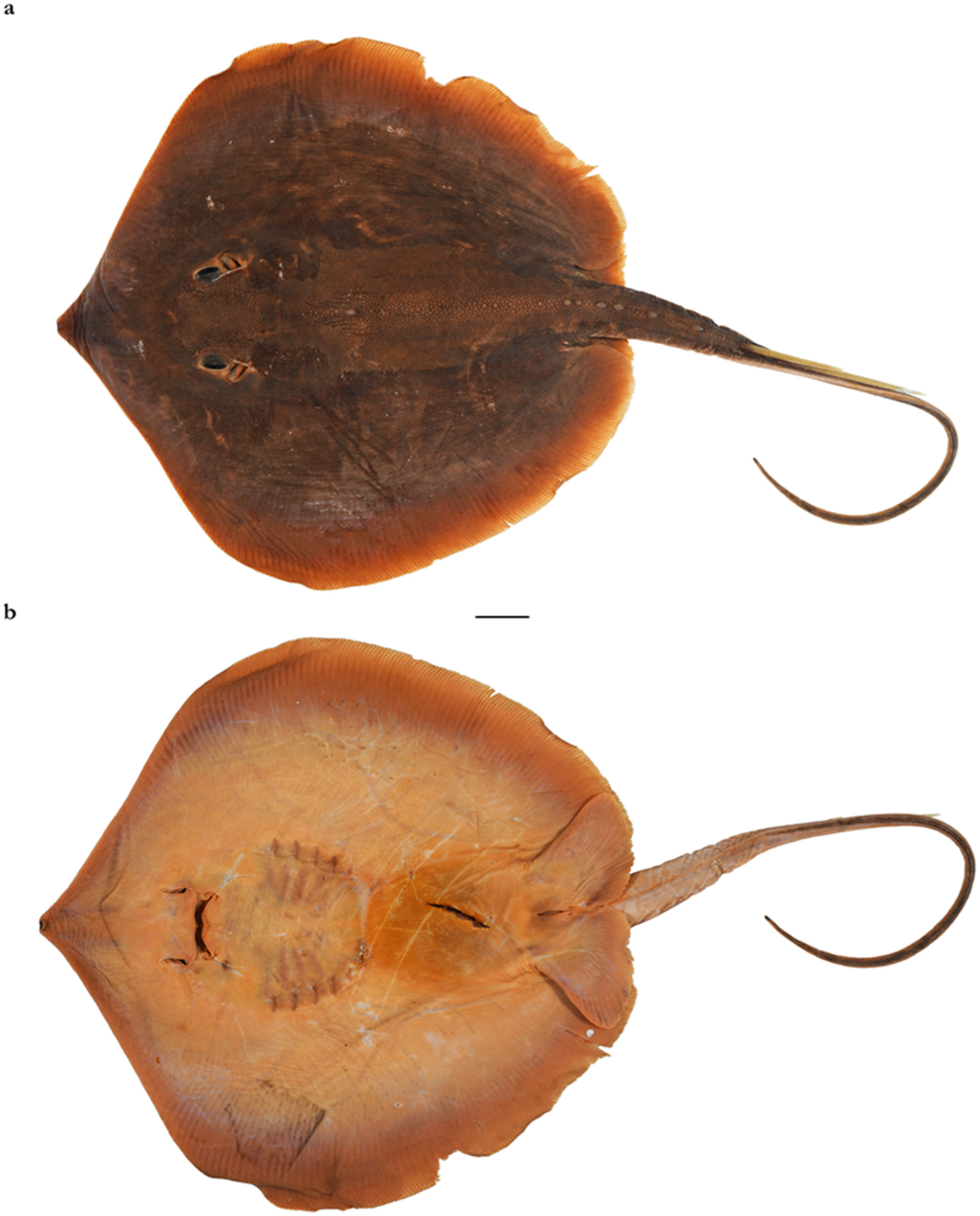 A female sandwich-tail whipray collected from Pakistan.