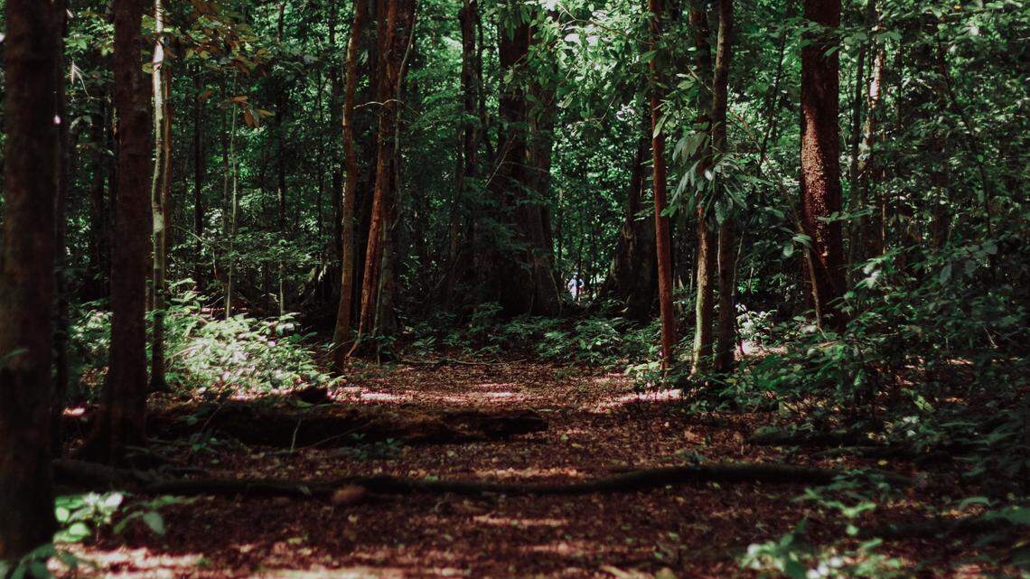 The new species of crab spider was discovered in China’s Fujian Province.