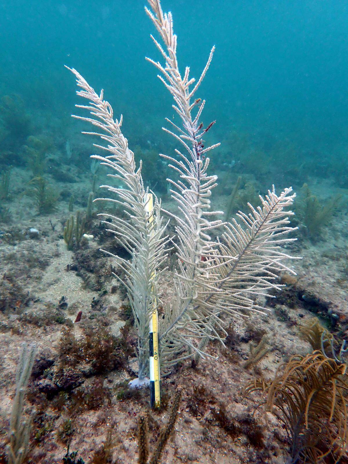 Antilogorgia coral, a type of soft coral known as the “slimy sea plume” normally a purple beige tan color, bleached white from warm water temperatures.