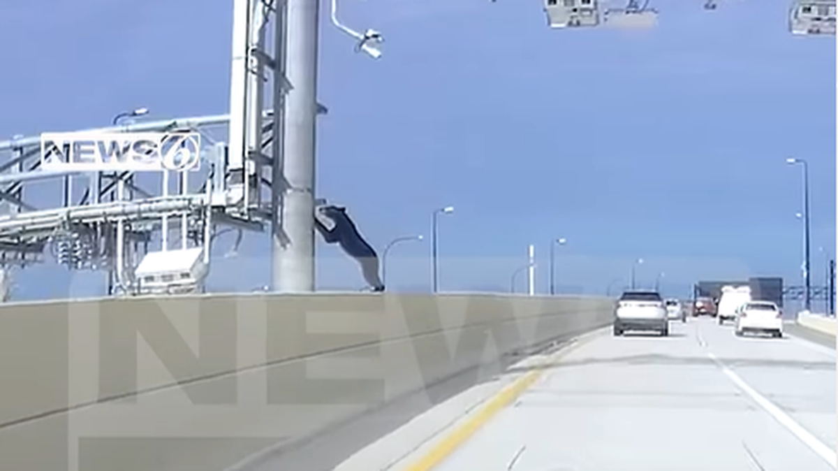 Video shared on social media by WKMG shows the bear was standing on a concrete median before it was struck by a vehicle.