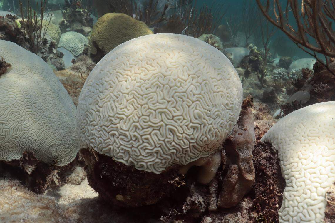 A completely bleached brain coral at Cheeca Rocks, an inshore reef near Marathon that NOAA scientists recently discovered had 100% bleaching from this year’s marine heat wave.