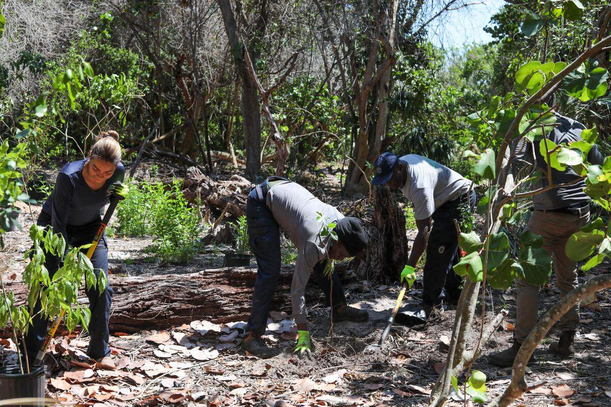 Staff members of the City of Miami Natural Areas Division shovel holes and planting trees after the volunteers had left for the day.