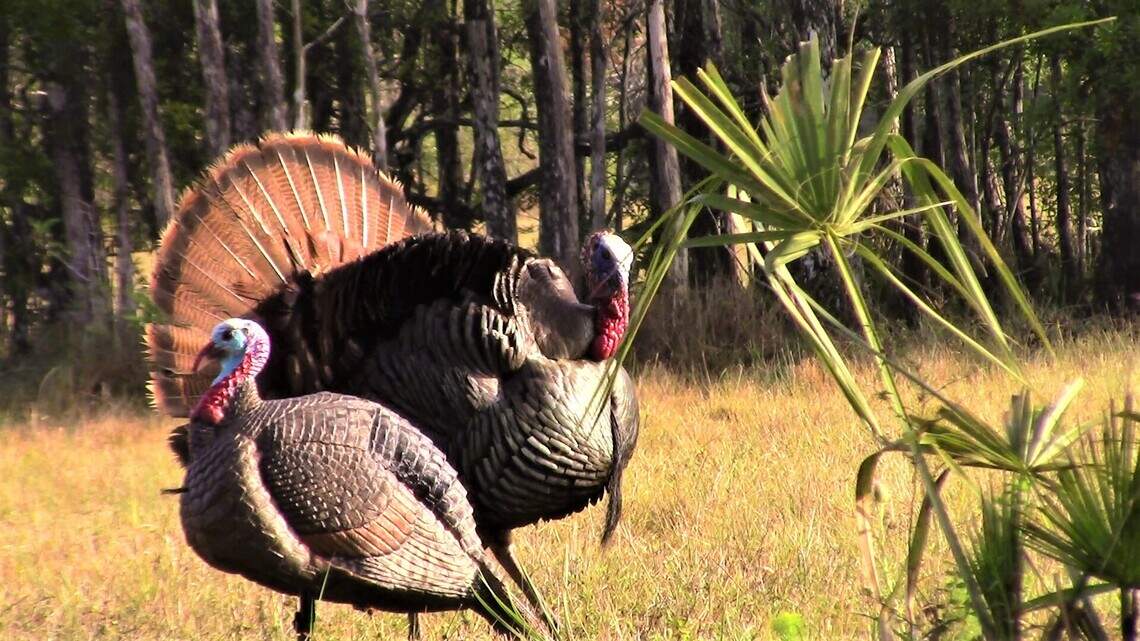 With turkey hunting in South Florida about to begin, here are some tips to bag that bird