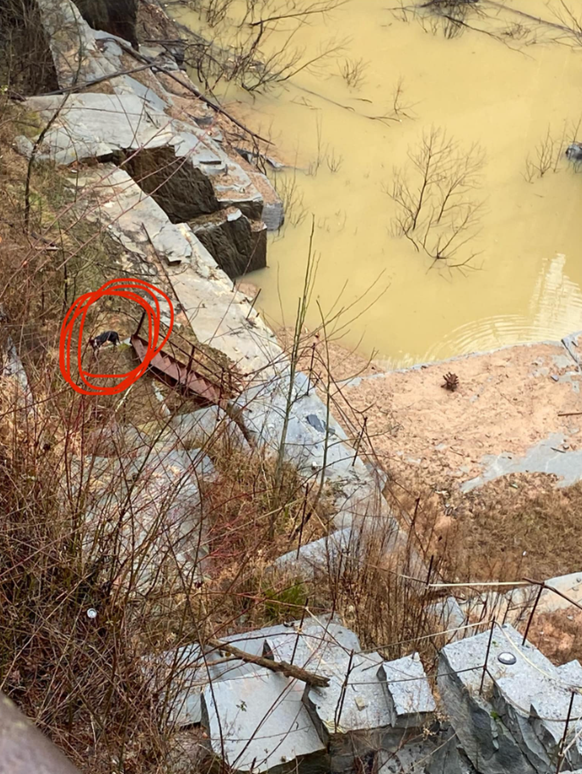 The dog fell into the quarry after chasing a group of pigs, officials said.