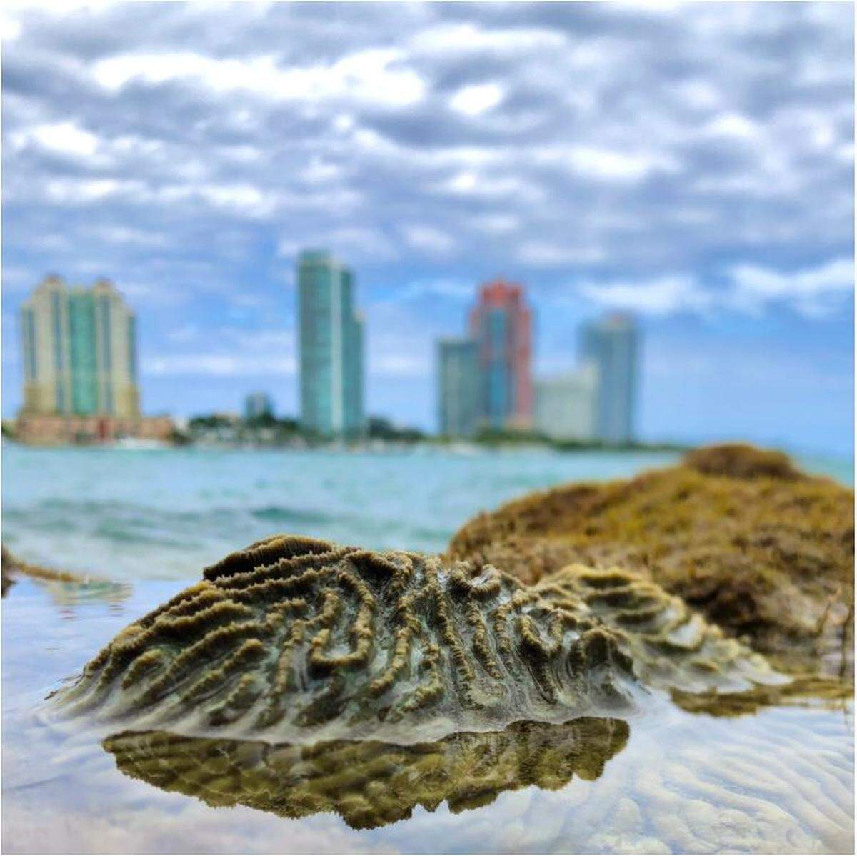 Coral growing near Miami’s busy coast have been found to be more resilient to higher temperatures, acidity and other factors that can weaken offshore coral.