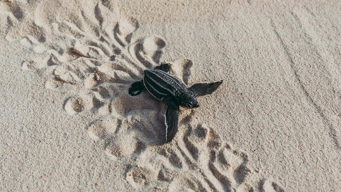 Baby sea turtles are baking under the South Florida sun, new study suggests