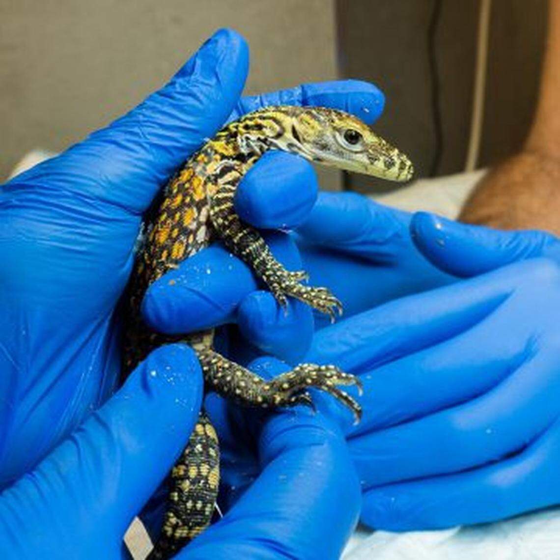 Researchers hold one of the newly-hatched lizards.