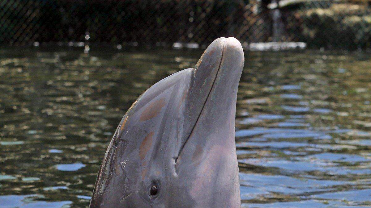 Steve Legeikis, U.S. Army veteran who has anterograde amnesia, swims with dolphins at Island Dolphin Care in Key Largo on July 9, 2015. 