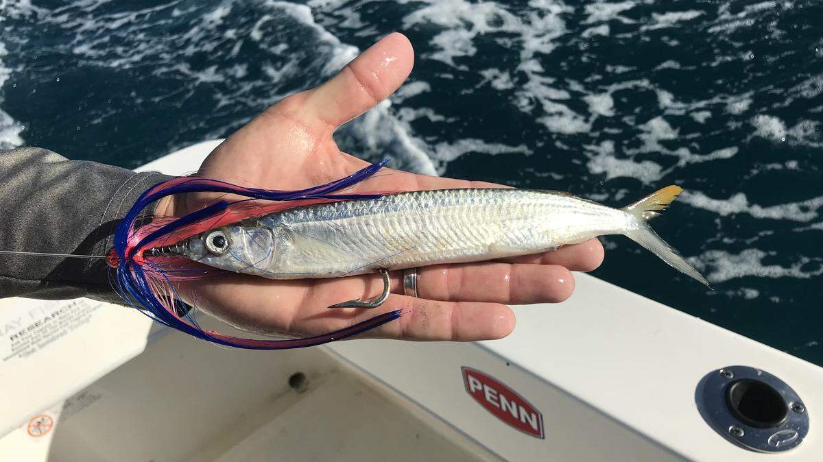 Capt. Abie Raymond trolls skirted ballyhoo on a 7/0 J hook for a variety of species, including sailfish, dolphin and grouper.