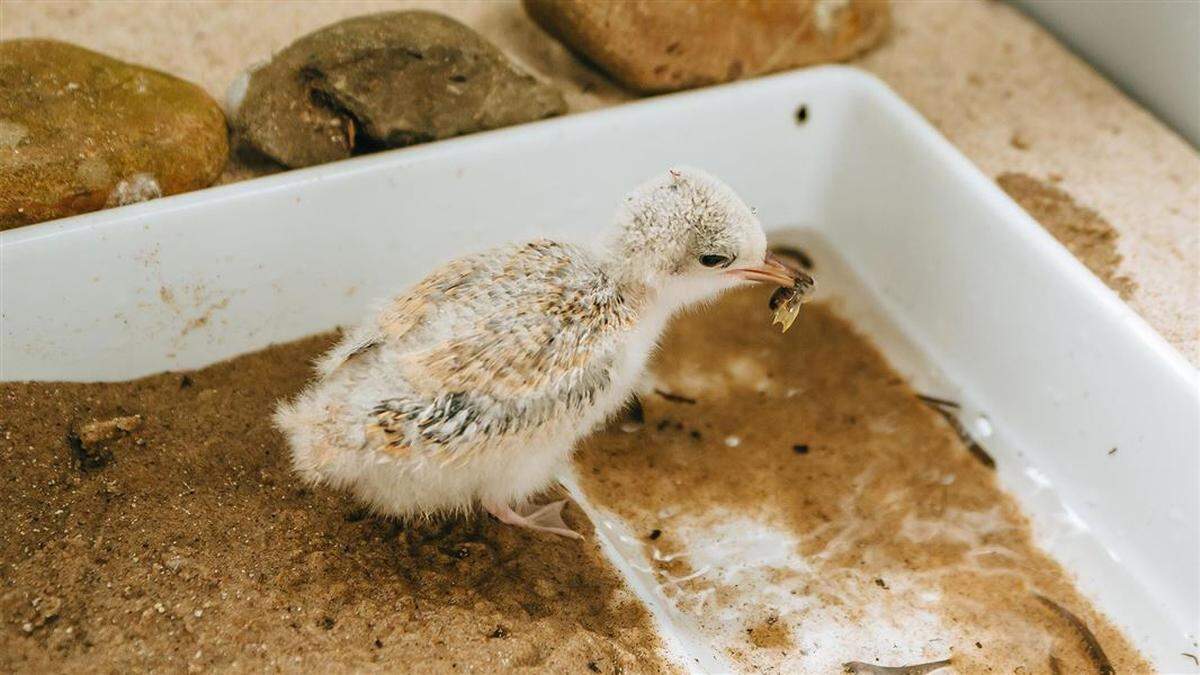 A total of 19 fledglings were released to the wild after being hand-reared by the animal care team at the Auckland Zoo.
