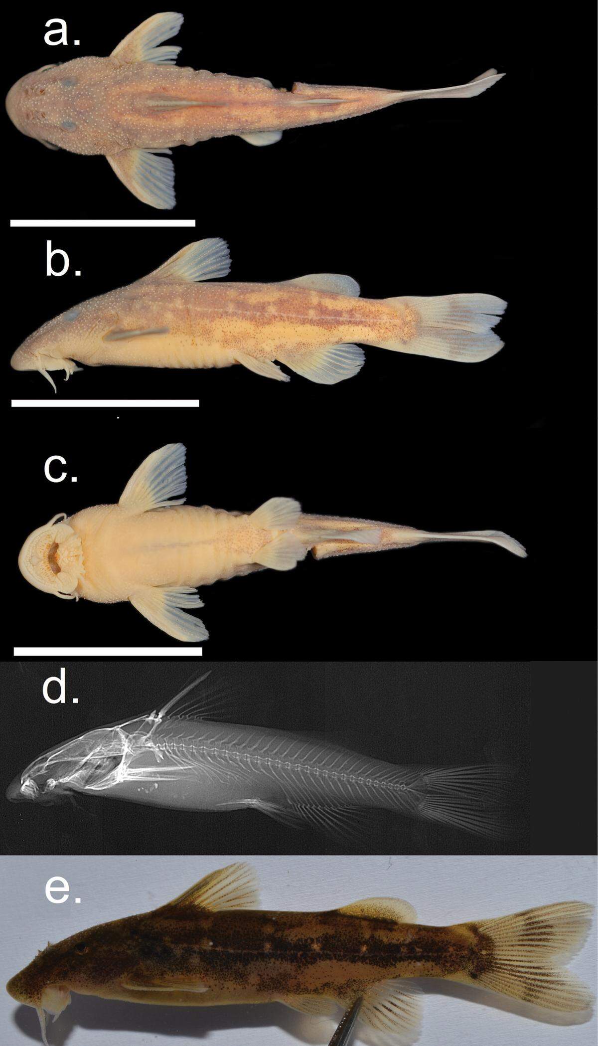 The dwarf suckermouth catfish is smaller than any related species found in the region, researchers said.
