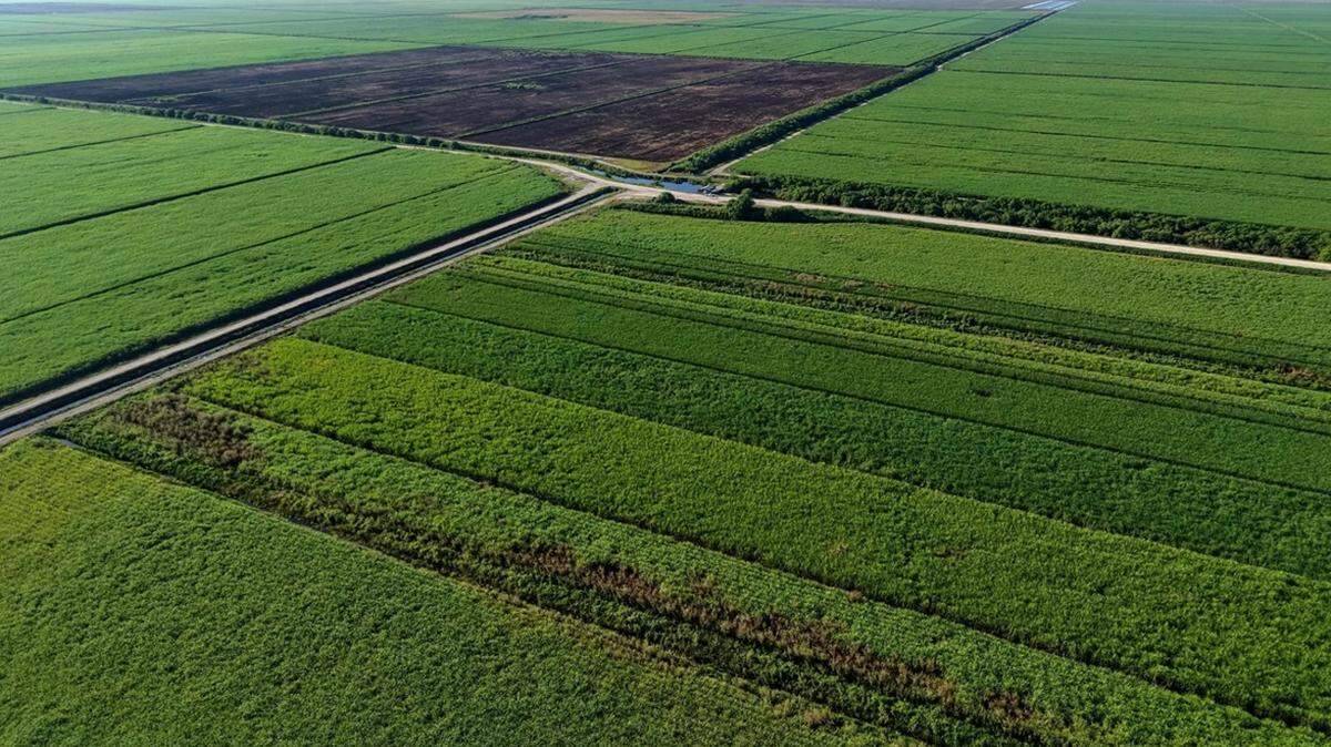 A permit authorizing a rock mine in sugarcane fields in Palm Beach County will trim the project from 8,000 acres to about a quarter of that size.