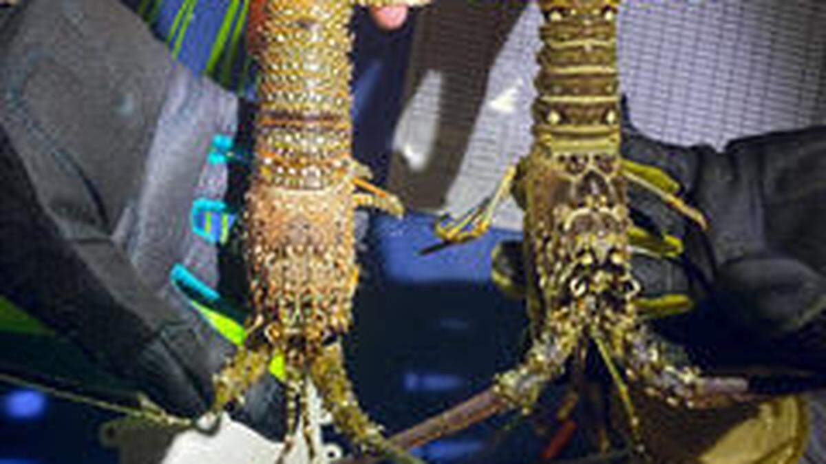 Florida has two species of lobsters. The spotted lobster, on the left, isn’t a regular commercial or recreational target like the Caribbean spiny lobster on the right. But new studies by the Florida Fish and Wildlife Conservation Commission suggest the spotted lobster is important to protecting declining corals on Florida’s reef tract.