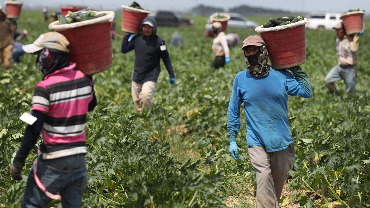 Trabajadores agrícolas cosechan calabacín en Florida City, en esta foto de archivo. 