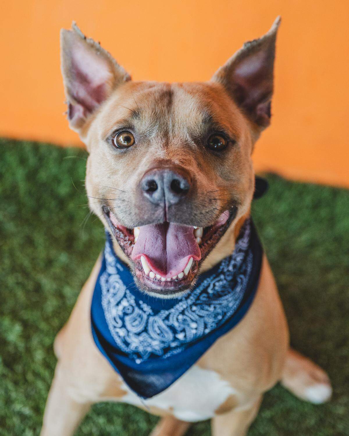 Harley Davidson #A2440929) is a 1 -year-old gentle boy who has excellent manners. He is a playful pup who has participated in playgroups, but he seems to always prefer being with his humans. He loves belly rubs, knows basic commands, and sits for treats without even being asked. Come for your meet and greet with Harley today.