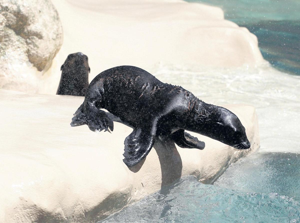 Two of the sea lion pups head for the water as the Miami Seaquarium asked the public’s help in naming its new two sea lion pups - a female, and male on Tuesday, August 14, 2018 at the Miami Seaquarium.  The female pup was born from the sea lion, “Sushi” has a choice of four names: Wassabi, Ginger, Wonton, and Sashimi.  The male pup was born from the sea lion, “Wahoo” has also a choice of four names: Flash, Champ, Justify, and Thunder.