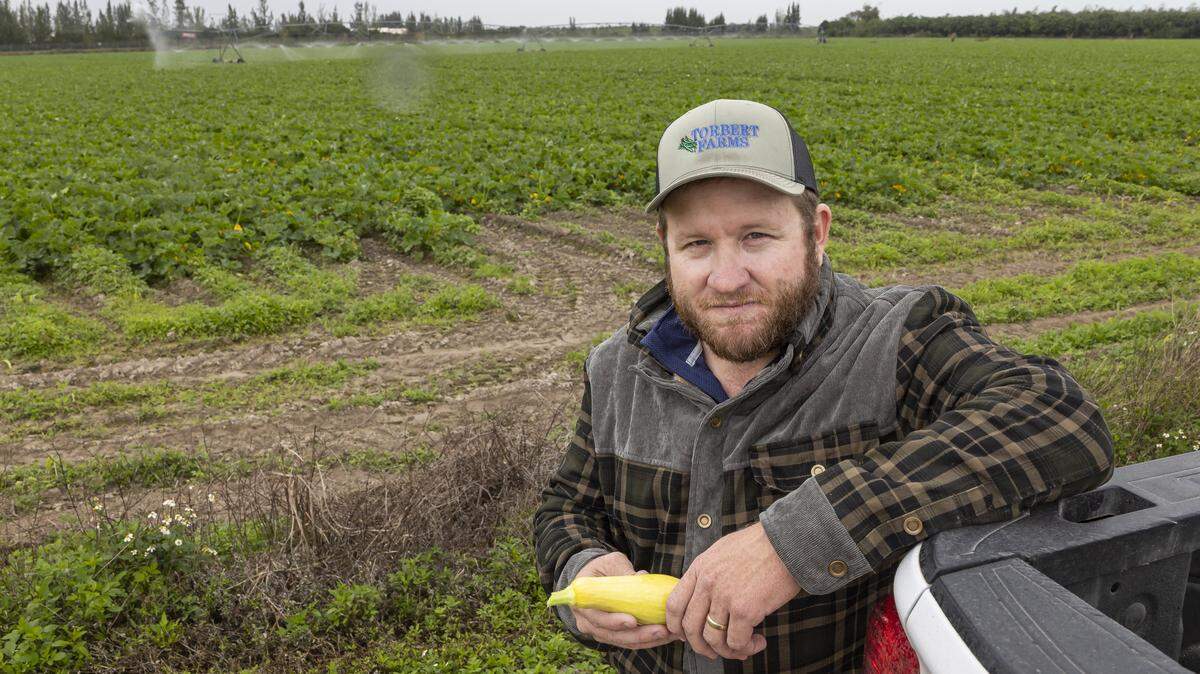 Farm manager David Torbert, 32, holds a squash as an irrigation system waters crops while he and his staff prepare for a cold front expected over the weekend and into next week across South Florida on Friday, Jan. 30, 2026, in Homestead, Fla.