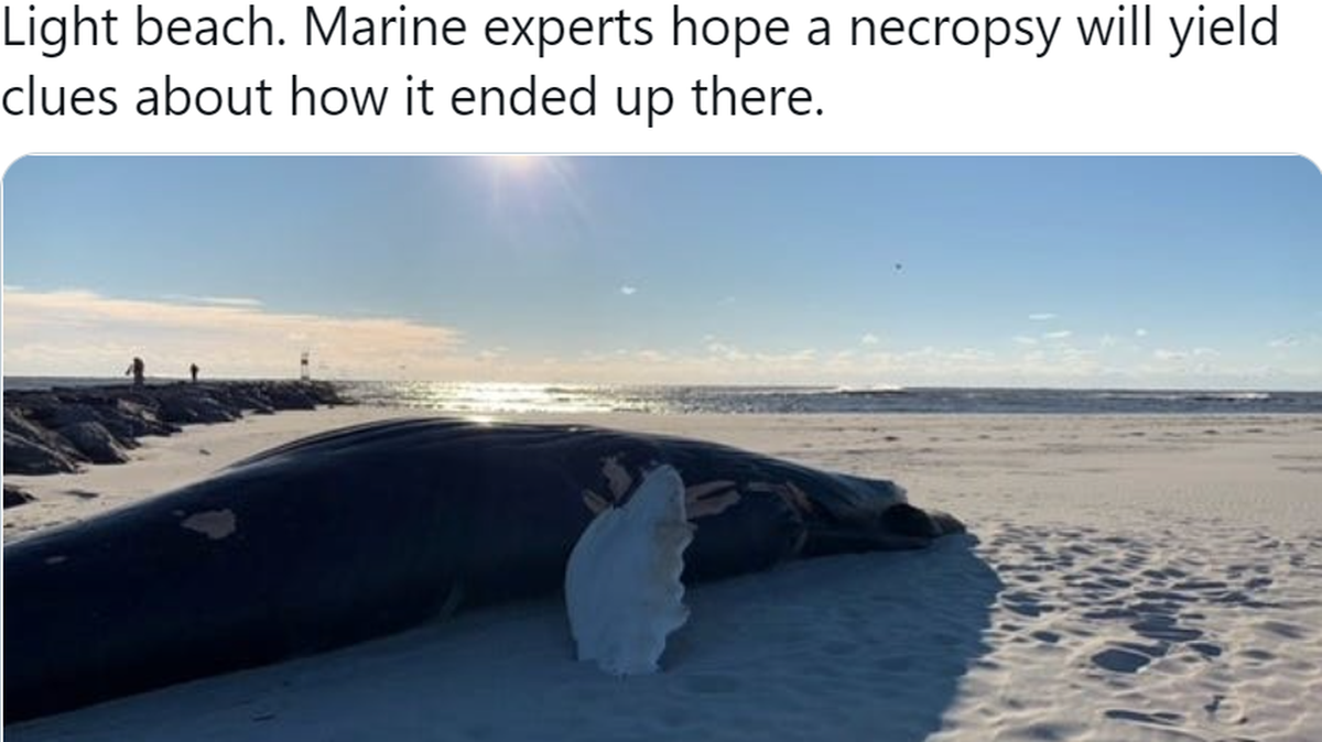 A humpback whale washed up dead on a New Jersey beach was frozen solid, making it difficult to remove, or find a cause of death.