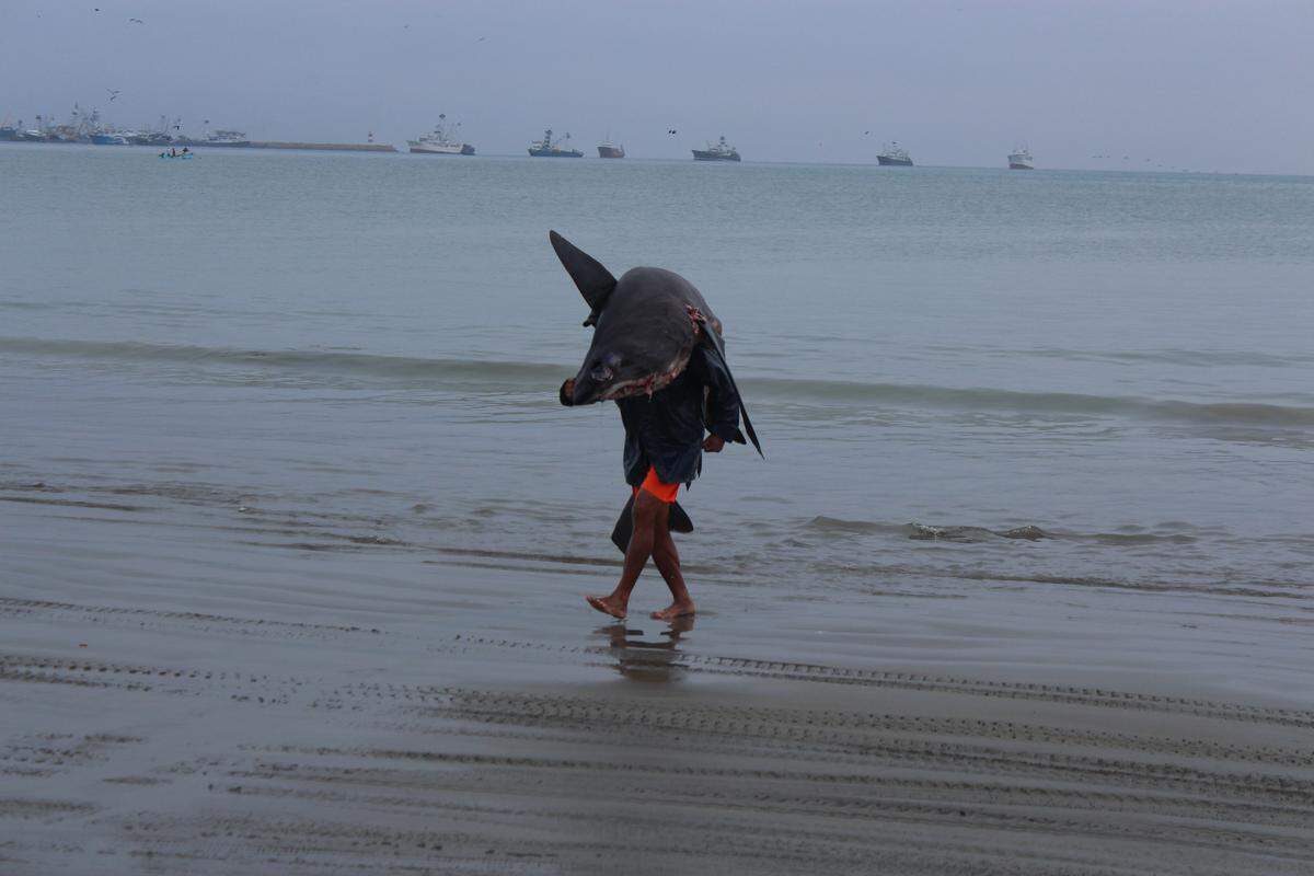A local shark fisherman brings his catch on shore in Manta, Ecuador, at a beach called Playita Mia where buyers come to purchase fins for resale to export companies sending them to Asia.