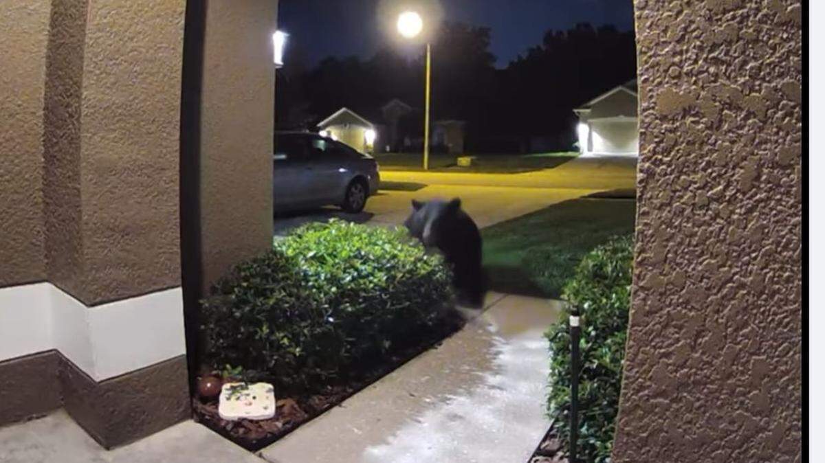 Bear in Apopka, Florida/YouTube screenshot