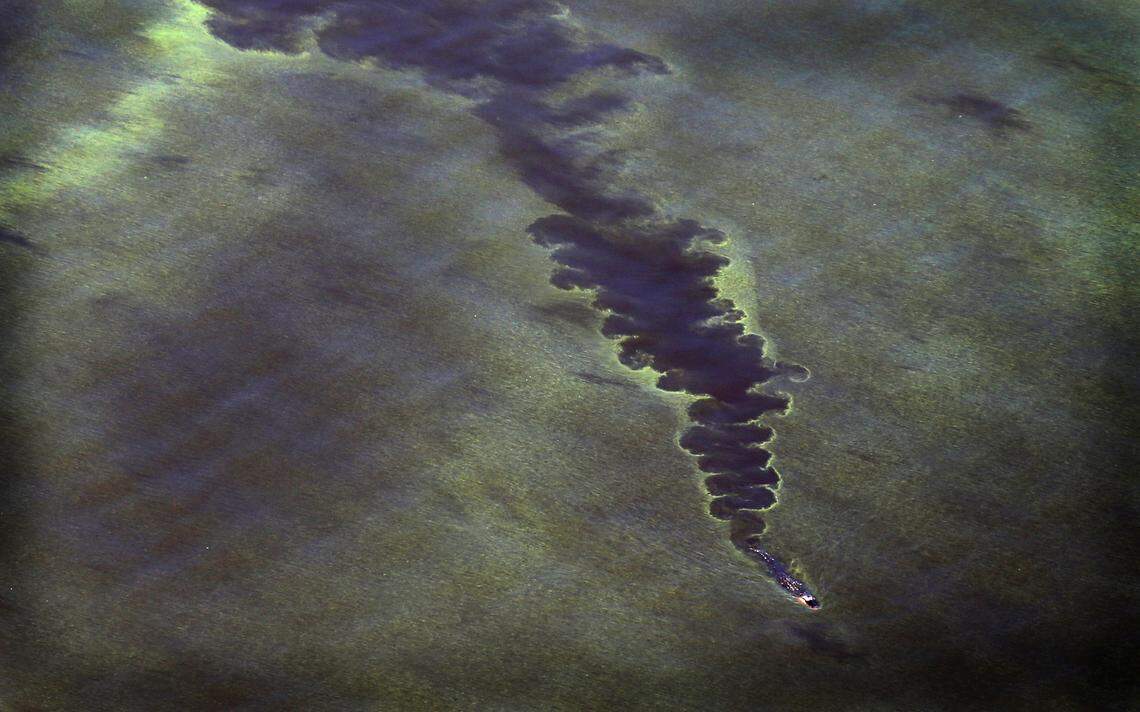 An alligator swims through blue-green algae on Lake Okeechobee in July 2018, when blooms covered most of the lake and were released into the St. Lucie and Caloosahatchee rivers.