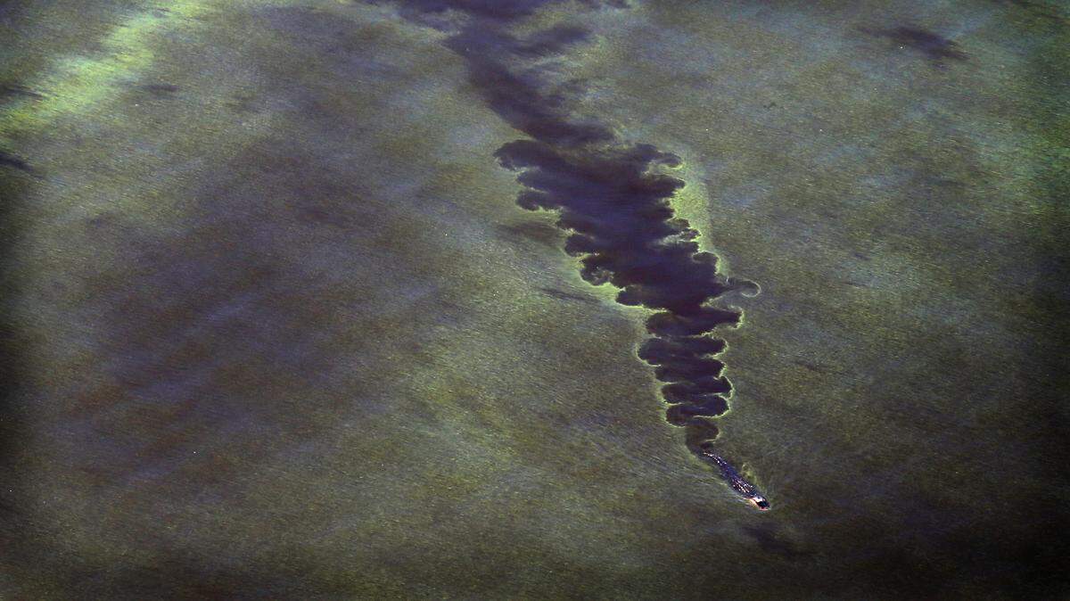 An alligator swims through blue-green algae on Lake Okeechobee in July, when blooms covered most of the lake and were released into the St. Lucie and Caloosahatchee rivers.