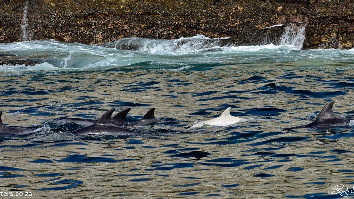 A boat captain saw the baby white bottlenose dolphin swimming with a pod in Algoa Bay, photos show. He identified the animal as albino.