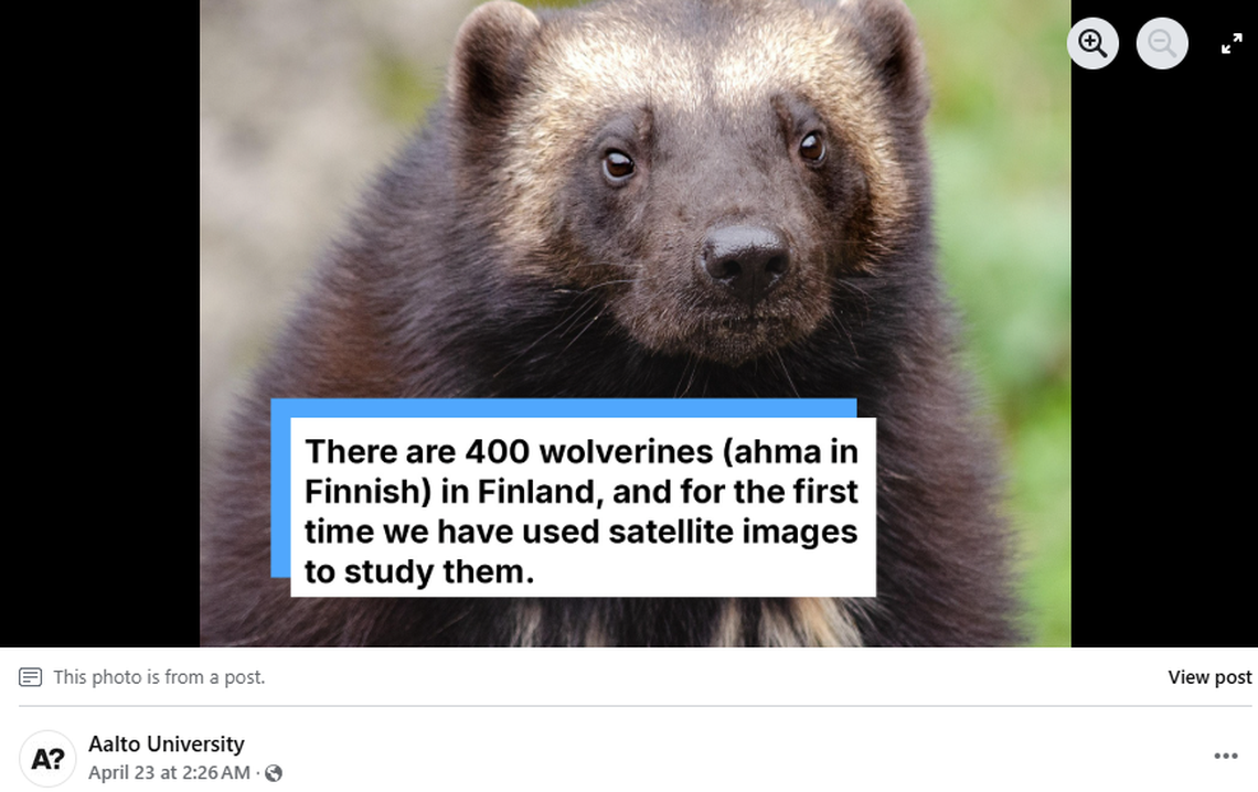 Wolverines were nearly hunted to extinction, but have made a comeback in recent decades, researchers said.