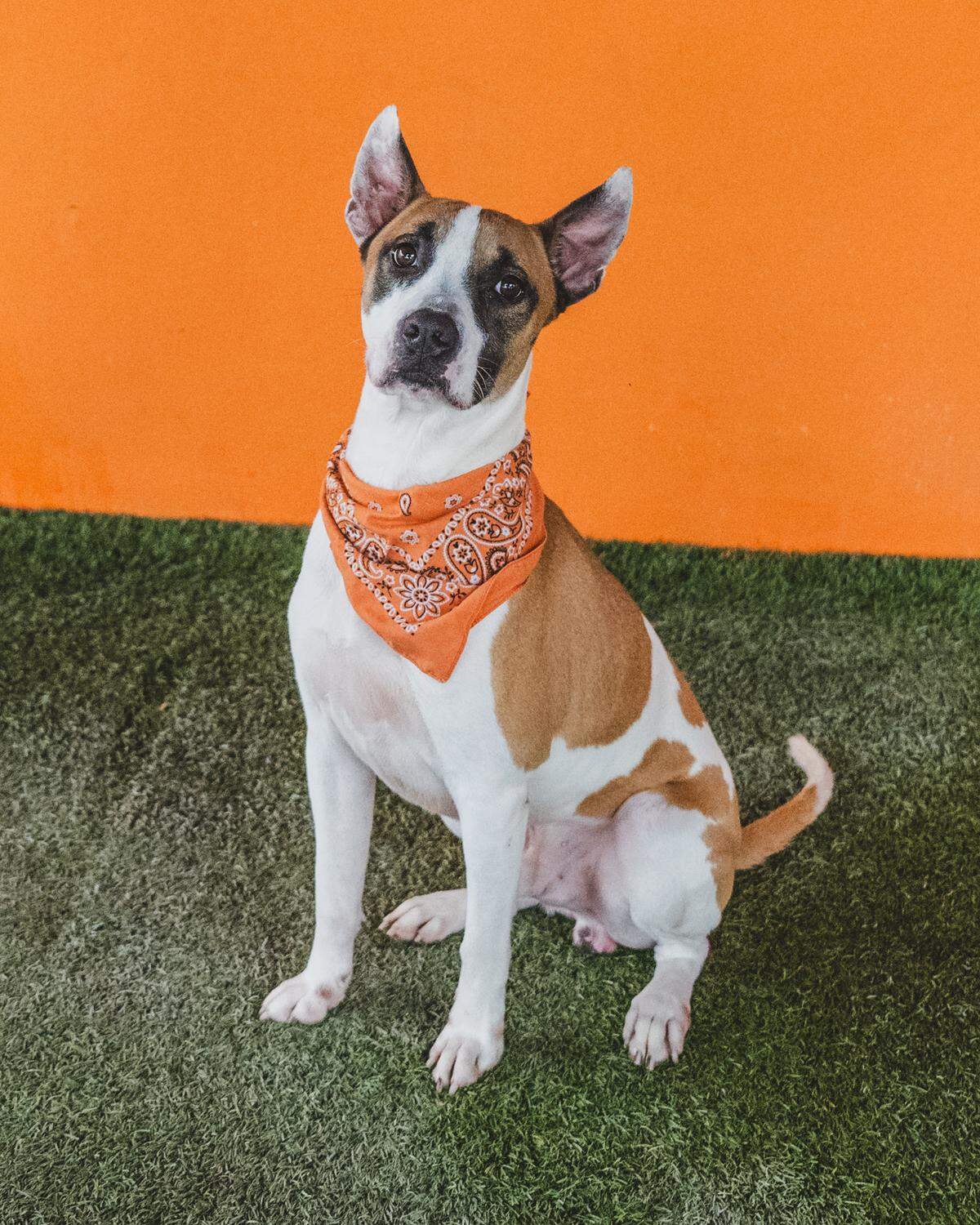 Meet Axel #A2457930, the dynamic 2-year-old terrier mix who’s bursting with energy and up for any adventure! With his love for treats and impressive command repertoire, he’s the perfect companion for fun-filled days. Axel has been patiently waiting at the shelter since April, so let’s find him a loving home where he can thrive and share his zest for life!