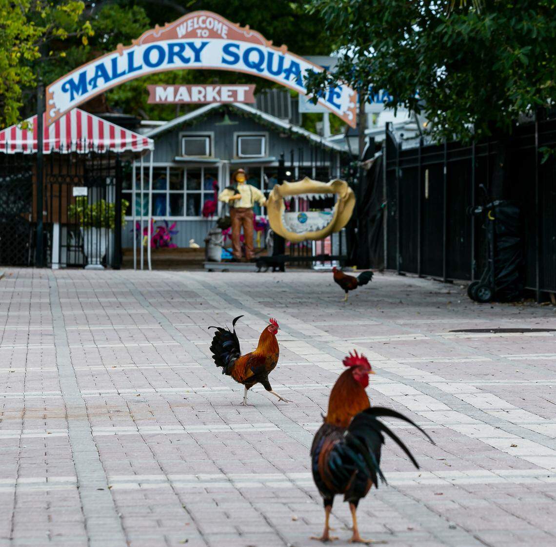 Roosters are seen at Mallory Square in Key West on Sunday, Dec. 12, 2021.