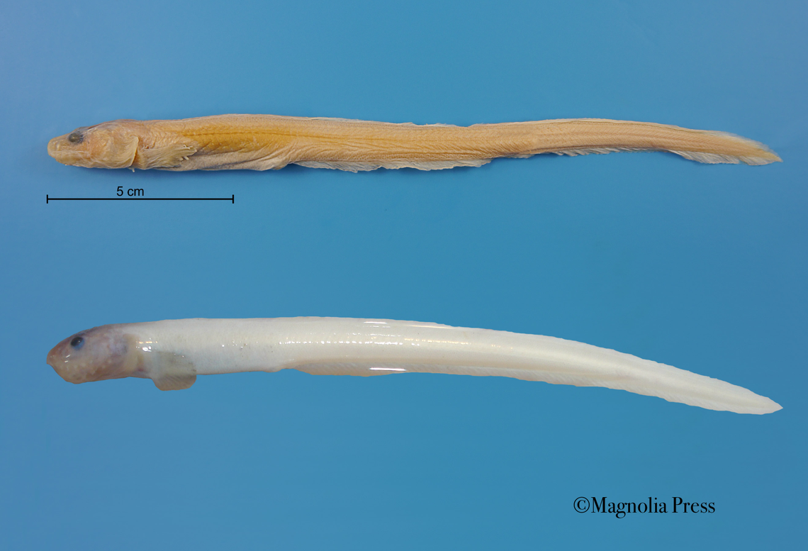 The eelpouts were found with mussels and mollusks still in their stomachs, researchers said.