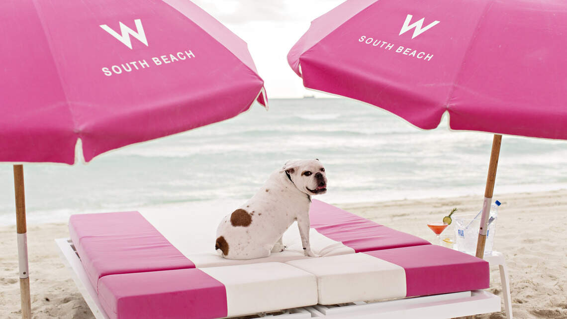 The Not-So-Secret Life of Pets: Dogs live their best life this summer in South Florida