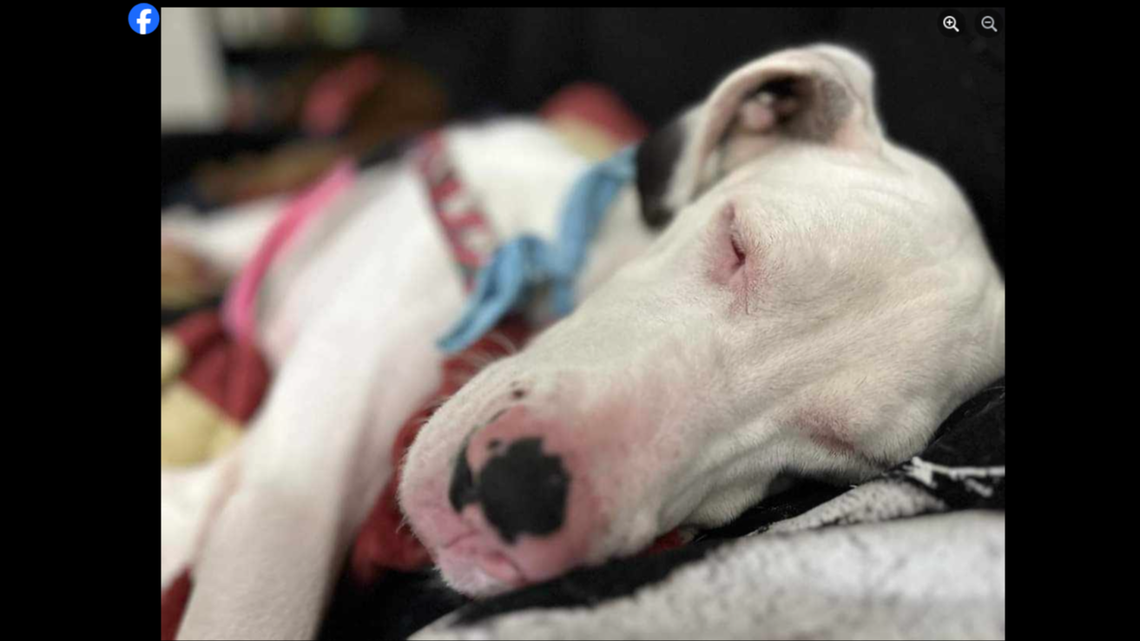 Angel, a blind and deaf Great Dane, is searching for a new home in Florida, a rescue said.