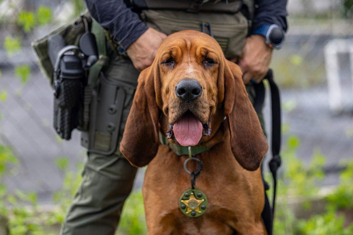 Ziva, a police bloodhound, sits during the unveiling ceremony of Jimmy Ryce Avenue at the intersection of Southwest 162nd Avenue and 232nd Street in Redland on Friday, June 5, 2026. Jimmy’s parents started an organization that gives bloodhounds to police agencies.