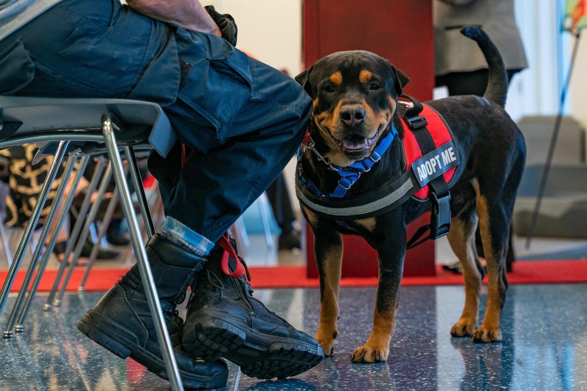Viserys looks at the camera during a press conference at the Miami-Dade Animal Services Pet Adoption & Protection Center in Doral, Florida, on Dec. 18, 2022.