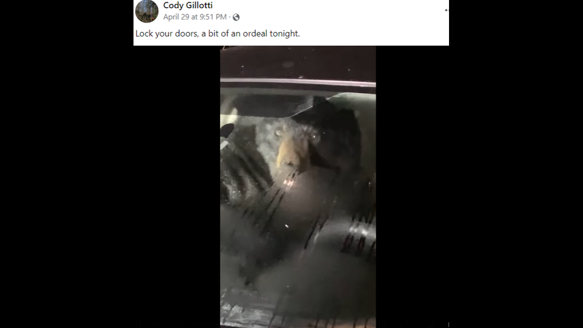 A black bear got inside of a car parked outside of a Connecticut home and tore up the interior, video shows.